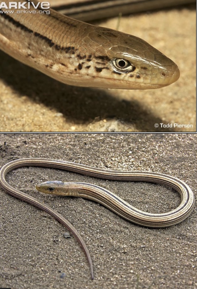 <p>Common Name: Slender Glass Lizard</p><p>Family: Anguidae</p><p>ID: legless; tail 2/3 of TL; dark middorsal stripe; lateral fold along body</p><p>Limited Distribution </p><p>SGCN</p><p>Eat arthropods and vertebrates</p>