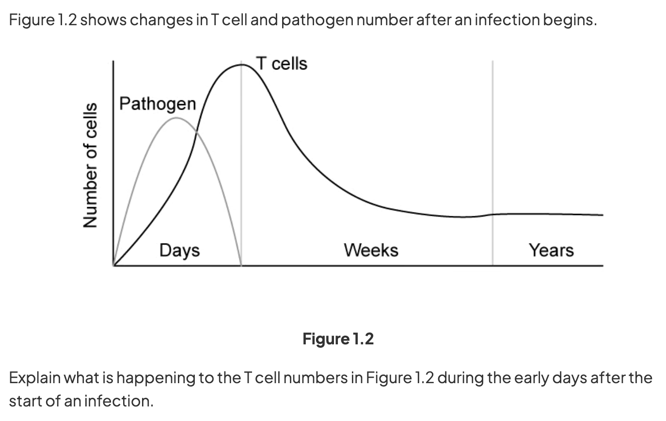 <p><strong>Explain the relationship between T cell numbers and pathogen numbers in Figure 1.2 during the early days after infection. (2 marks)</strong></p>