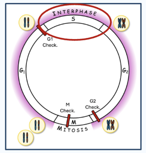 <p>Eukaryotic cell cycle</p>