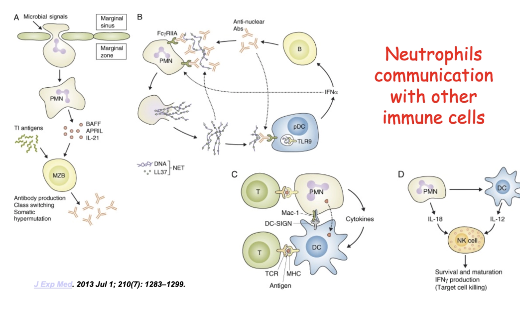 <p><span>Neutrophils communication with other immune cells</span></p><p>also able to communicate, a lot of cross-talk between neutrophils and marginal zone B cell, bc neutrophils make a lot of cytokines, BAFF, APRIL, IL-21</p><p>marginal B zone dump a lot of antibodies</p><p>neutrophils after net formation have other cells plasma dendritic cells that take up the net for other process</p><p>goes to draining lymph nodes and talks with T cell and NK cells</p><p>oxidative killing goes together w/ phagocytosis know these are the killing mechanisms of neutrophils</p>