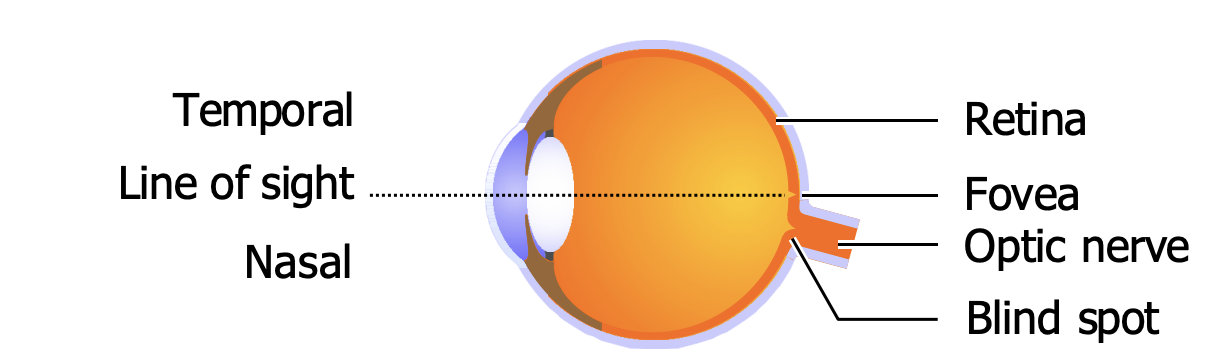 <ul><li><p>They are most densely packed in the <strong>macula</strong>, a central disk <strong>5.5 mm across</strong>, and especially in its central pit called the <strong>fovea</strong>, 1<strong>.5 mm across</strong> (2° of visual angle — about as wide as 2 fingers viewed at arm’s length). </p></li><li><p>We use the <strong>fovea for detailed vision</strong>. 5° away from its center, acuity is quartered; at 20° it falls below the standard for legal blindness. </p></li><li><p>There are <strong><em>no receptors in the blind spot</em></strong> — the hole where axons carrying visual information exit the eyeball to form the optic nerve.</p><ul><li><p>Normally you don’t notice your blind spots because objects in one eye’s blind spot aren’t in the other eye’s, and because the brain fills in the gaps.</p></li></ul></li></ul><p></p>
