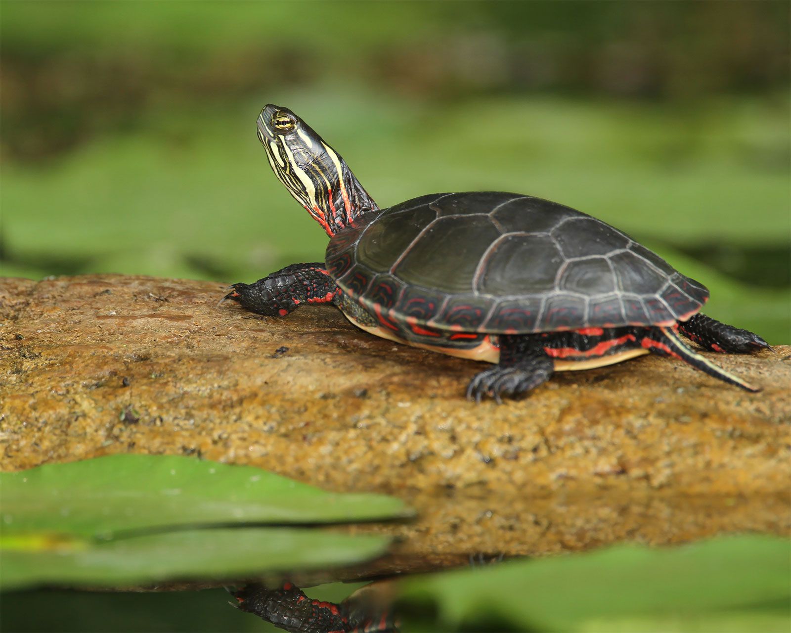 <p>Painted Turtle</p>