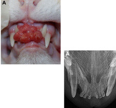 <p>What is this? How do you treat?</p>