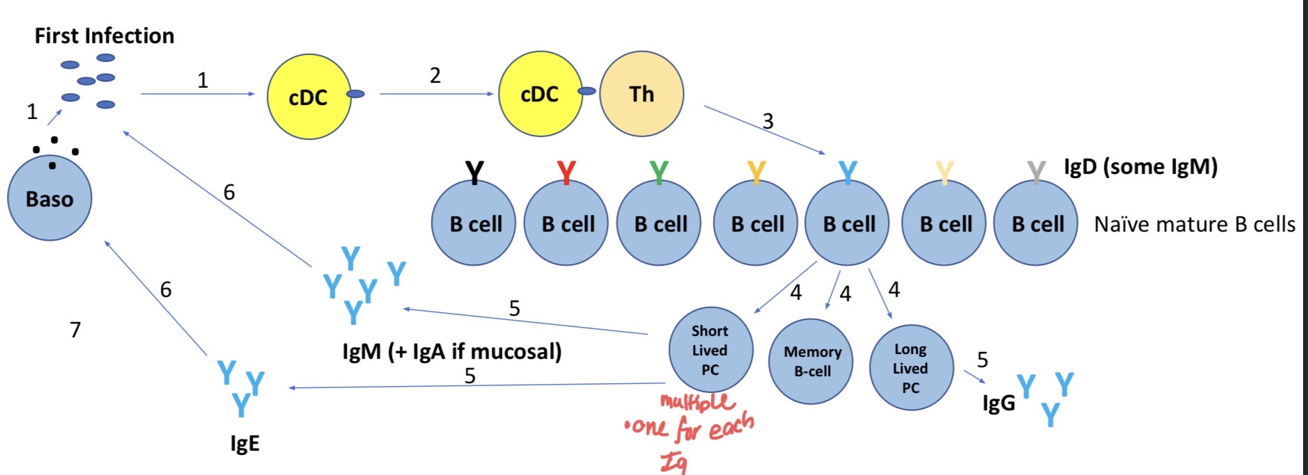 <p>SLPC= produce IgM, IgA (if mucosal), one cell for every Ig</p><p>LLPC= produce IgG</p>