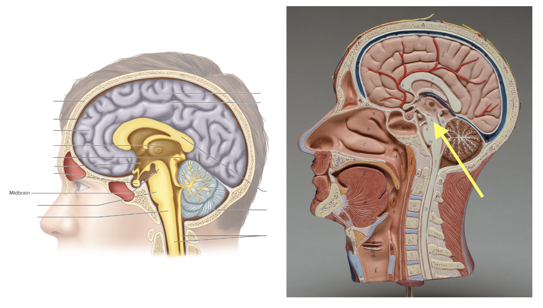 <p><strong>Location: Top of brainstem; Function: Visual &amp; auditory reflexes</strong></p>
