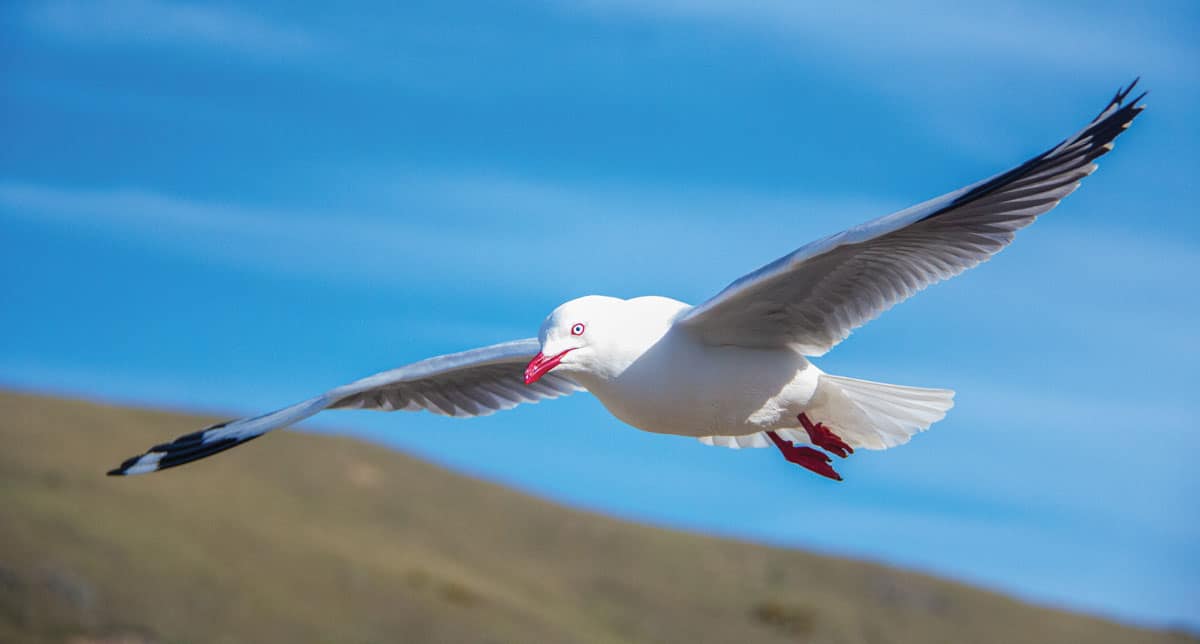 <p>a flock of seagull</p>