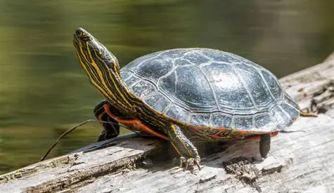 <p>What Reptile is this?</p>