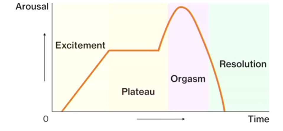 <p>excitement → plateau → orgasm → resolution </p>