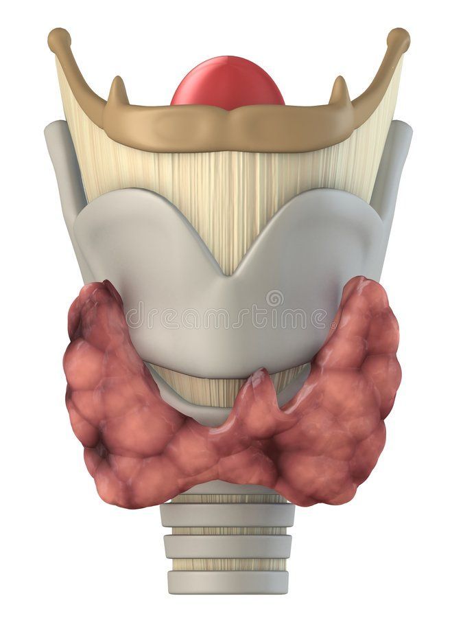 <p>The larynx contains the vocal cords and helps produce sound.</p><p class="is-empty is-editor-empty has-focus">· </p>