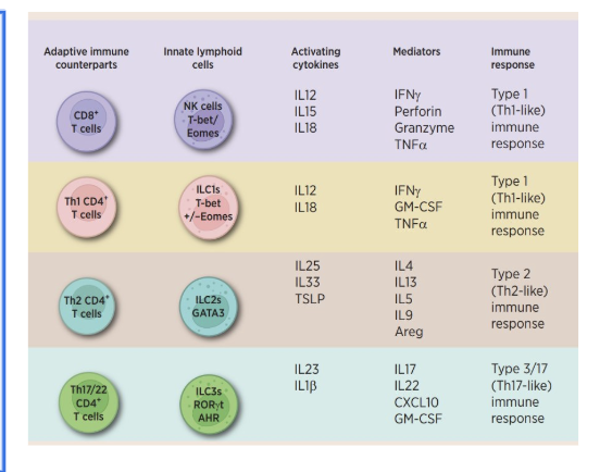 <ul><li><p><span style="background-color: transparent; font-family: "Open Sans", sans-serif;"><strong>NK cells</strong> → analogous to cytotoxic CD8+ T cells</span></p><ul><li><p>activated independent of antigen</p></li><li><p>integrates many activating and inhibitory signals = quantity and quality of donor cell signals </p></li><li><p>is donor and tissue stressed = morea ctivation</p></li><li><p>the target cell, whether the MHC1 is signaled or not tells the nk cell to kill it or not to kill it </p></li></ul></li><li><p><span style="background-color: transparent; font-family: "Open Sans", sans-serif;"><strong>ILC1/ILC2/ILC3</strong> → analogous to helper CD4+ T cell subsets</span></p><ul><li><p>il2 = th1, il2 = th2, il3 =th17</p></li><li><p>they are activated independent of antigen</p></li></ul></li><li><p><span style="background-color: transparent; font-family: "Open Sans", sans-serif;"><strong>NKT &amp; 𝛾ẟ T cells</strong>: CD1-restricted lipid antigen recognition</span></p></li><li><p><span style="background-color: transparent; font-family: "Open Sans", sans-serif;"><strong>Type 1 NKTs</strong> → analogous to CD4+ T cell subsets</span></p><ul><li><p>often activated independant of antigen but can be activated by lipid antigens</p></li></ul></li><li><p><span style="background-color: transparent; font-family: "Open Sans", sans-serif;"><strong>Type 2 NKTs</strong>: mostly immunoregulatory</span></p><ul><li><p>generally activated by lipid antigens</p></li></ul></li></ul><p></p>