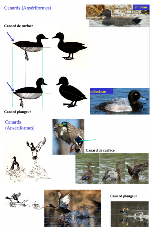 <p><strong>Canards de surface (barboteurs)</strong> :</p><p>Les canards de surface se nourrissent sans plonger totalement, en filtrant l’eau ou en basculant l’avant du corps vers le fond. Ils peuvent décoller directement sans prendre d’élan. Les mâles possèdent souvent un plumage très coloré avec des miroirs colorés sur les ailes. Les pattes sont peu reculées, le centre de gravité est vers l’avant et la queue pointe souvent hors de l’eau. Leur alimentation est surtout végétale.</p><p><strong>Canards plongeurs</strong> :</p><p>Les canards plongeurs recherchent leur nourriture sous l’eau. Ils doivent courir sur l’eau pour s’envoler. Leur corps est plus ovale et leur centre de gravité plus postérieur, ce qui fait plonger la queue. Ils ne possèdent généralement pas de miroirs colorés mais souvent des plages blanches sur les ailes. Ils sont davantage carnivores et capables de plonger profondément.</p><p></p>