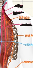 <p>O: upper ribs</p><p>I: TPs of C4-6</p>