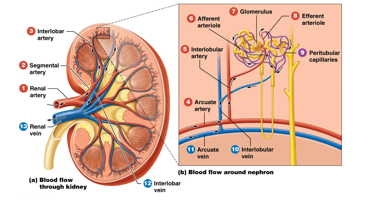 <p>Blood travels from the <strong>abdominal aorta → left and right renal arteries → kidneys</strong></p><ul><li><p>Kidneys receive about <strong>¼ of total cardiac output (25%)</strong></p><ul><li><p>~1200 ml of blood per minute</p></li></ul></li><li><p>Renal arteries fan out into <strong>ever-smaller vessels</strong></p></li><li><p>Blood flows from the largest to the smallest arteries</p><ul><li><p><span style="color: rgb(255, 0, 0);">1. Renal Artery →</span></p></li><li><p><span style="color: rgb(255, 0, 0);">2. Segmental Artery →</span></p></li><li><p><span style="color: rgb(255, 0, 0);">3. Interlobar Artery →</span></p></li><li><p><span style="color: rgb(255, 0, 0);">4. Arcuate Artery →</span></p></li><li><p><span style="color: rgb(255, 0, 0);">5. Interlobular Artery →</span></p></li><li><p><span style="color: rgb(255, 0, 0);">6. Afferent Arterioles →</span></p></li><li><p><span style="color: rgb(255, 0, 0);">7. Glomerulus →</span></p></li><li><p><span style="color: rgb(255, 0, 0);">8. Efferent Arterioles →</span></p></li><li><p><span style="color: rgb(178, 18, 207);">9. Peritubular Capillaries (Second Capillary Bed) →</span></p></li><li><p><span style="color: rgb(59, 34, 239);">10. Interlobular Veins → </span></p></li><li><p><span style="color: rgb(59, 34, 239);">11. Arcuate Vein → </span></p></li><li><p><span style="color: rgb(59, 34, 239);">12. Interlobar Vein →</span></p></li><li><p><span style="color: rgb(59, 34, 239);">13. Renal Vein →</span></p></li><li><p><span style="color: rgb(59, 34, 239);">Inferior Vena Cava </span></p></li></ul></li></ul><p></p>