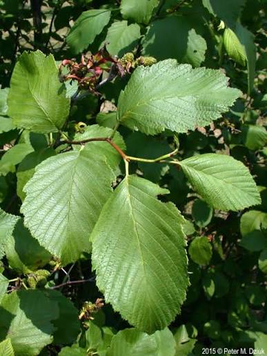 <p>Wrinkly beech leaf, alternating leaves, irregular teeth, cones, fixes N,<em> early-successional</em></p>