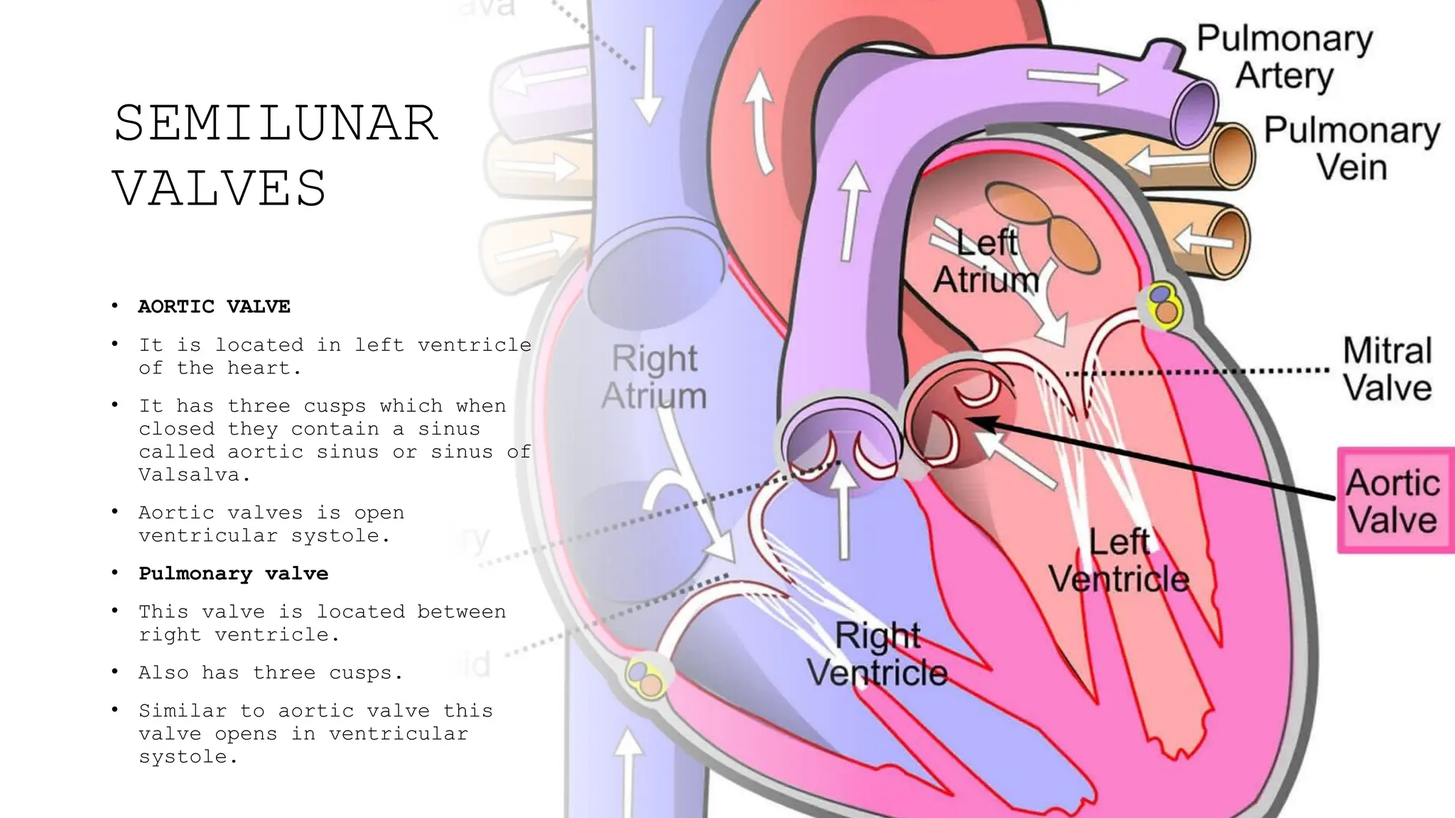 <ul><li><p>regulate blood flow from ventricles into great arteries</p></li><li><p>Pulmonary valves: controls openings from the right ventricle into the pulmonary trunk</p></li><li><p>Aortic valve: controls opening from left ventricle into aorta</p></li><li><p>each has three cusps shaped like a shirt pocket</p></li><li><p>when blood is ejected from the ventricles, it pushes through the valves from below and preses cusps against arterial wall </p></li><li><p>when ventricles relax arterial blood flowes backward toward ventricles, but quickly fills the cusps </p></li><li><p>the inflated pocket meet at the center and quickly seal the opening, little blood flows back into the ventricles </p></li><li><p>because the valves are attached to the ventricle wall the way they are, they cannot prolapse and do not require teninous cords </p></li><li><p>the cusps are not muscular, they are pushed open and closed by changed in blood pressure that occurs when the heart chambers contract and relax </p></li></ul><p></p>