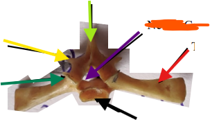 <p>name of the red arrow </p>