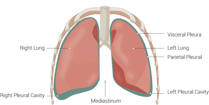 <p>The inner layer of the pleura that directly covers and adheres to the surface of the lungs. It provides a protective barrier and helps in reducing friction during respiration. </p>