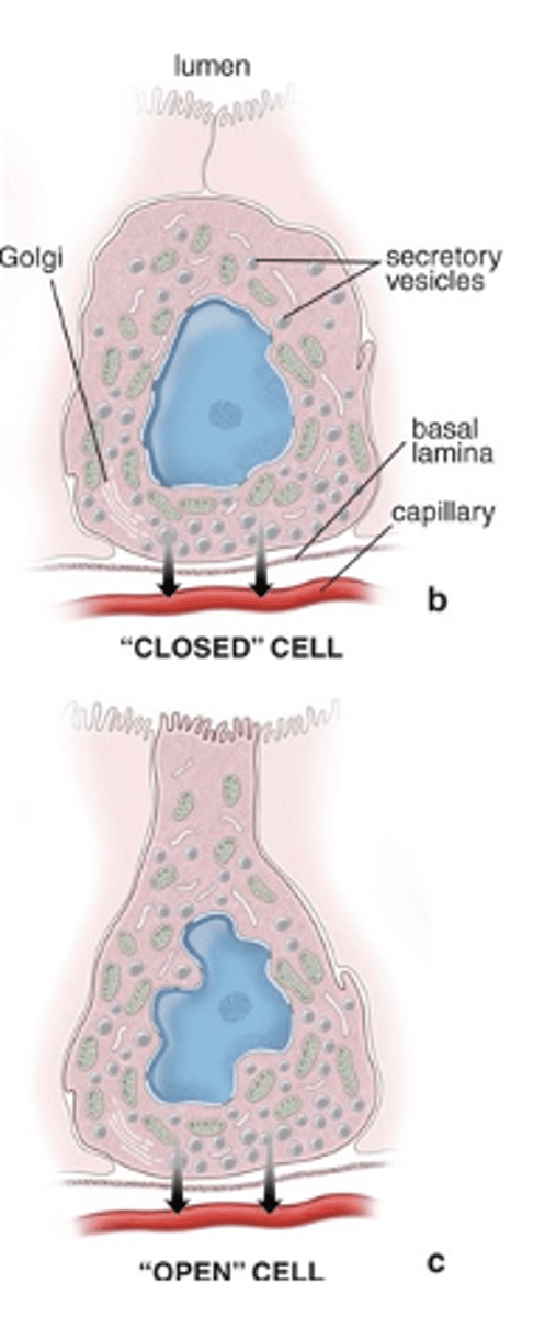 <p>What characterizes enteroendocrine “closed” cells?</p>