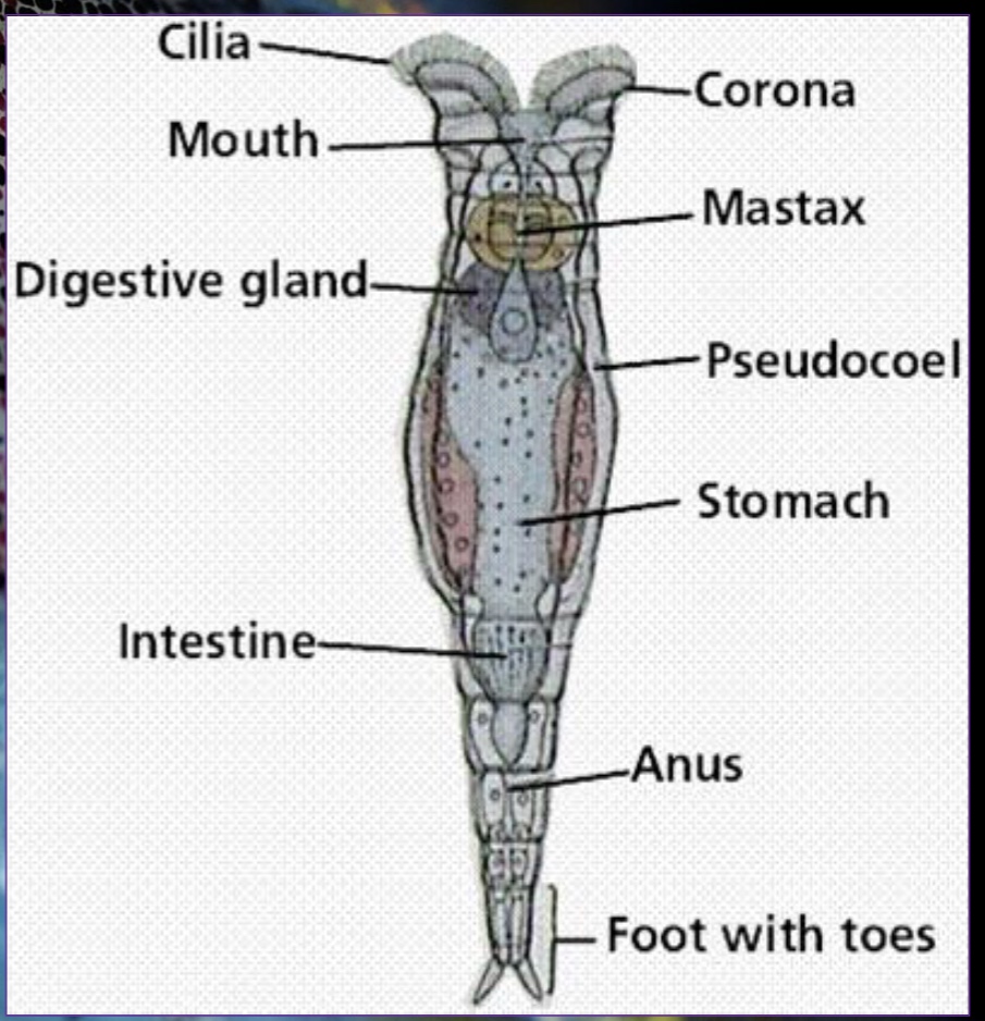 <p>Coronoa</p><ul><li><p>Ciliated structure that looks like a rotating wheel</p></li><li><p>Used for movement and feeding</p></li></ul><p>Mastax</p><ul><li><p>Muscular pharynx and jaws for chewing food particles</p></li></ul><p>Have a complete digestive system.</p>