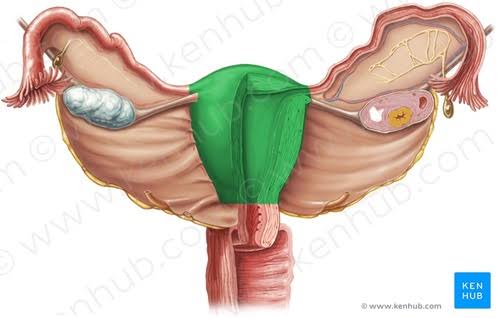 <p>Skinny part</p>