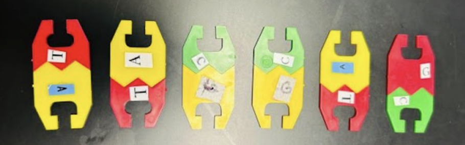 <p><span style="line-height: 1.5;">50. A student is using a kit to model DNA replication. Observe the image below. What molecule is responsible for adding complementary base pairs to the template strand, forming the new daughter strand?<br>A. Helicase</span></p><p><span style="line-height: 1.5;">B. Primase</span></p><p><span style="line-height: 1.5;">C. DNA polymerase</span></p><p><span style="line-height: 1.5;">D. Singl strand binding proteins</span></p>