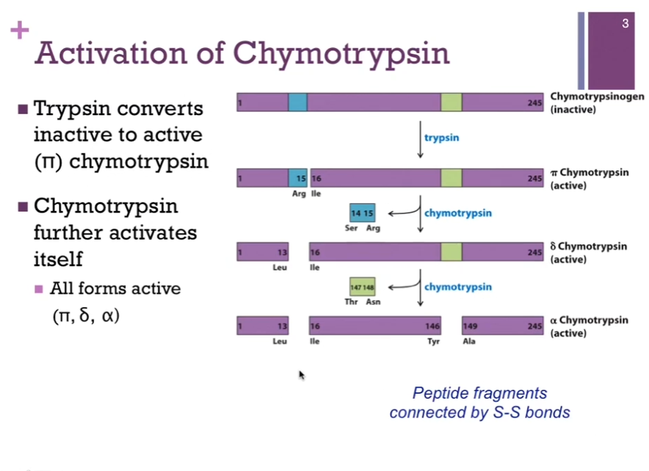 <p>As synthesized from the ribosome, it is chymotrypsinOGEN. This is the zymogen form (yes!). As can be seen from the top of the screen, it contains 245 amino acid residues. First event to occur is hydrolysis by trypsin (look at schematic!). That breaks the peptide bond between residues 15 and 16 (Arg and Ile residues) and that converts inactive Chymotrypsinogen to active PI chymotrypsin. At this point then, chymotrypsin takes over the activation and autoactivates itself. In the first step, it’s going to clip out a two amino acid dipeptide (Ser and Arg residues, 14 and 15) and that converts from PI to DELTA chymotrypsin. Note: both of these are active forms. In the final step, Chymotrypsin does one more cut (in lime green), it’s going to CUT out the dipeptide (Thr and Asn, residues 147 and 148). AND here we have the final form alpha Chymotrypsin. </p><p>Also note: (in schematic) although [alpha] Chymotrypsin here looks like there are THREE separate polypeptides, they are all peptide fragments that are connected by DISULFIDE bonds, so it’s all still part of the same protein! </p><p>Slides: Trypsin converts inactive to active (pi) chymotrypsin. Chymotrypsin further activates itself: All forms active (pi, delta, alpha).</p>