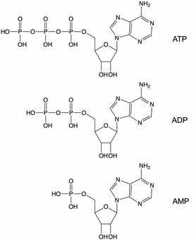 <p>nucleotides most commonly contain 1-3 phosphate groups</p><p>ATP: energy transfer agent</p>