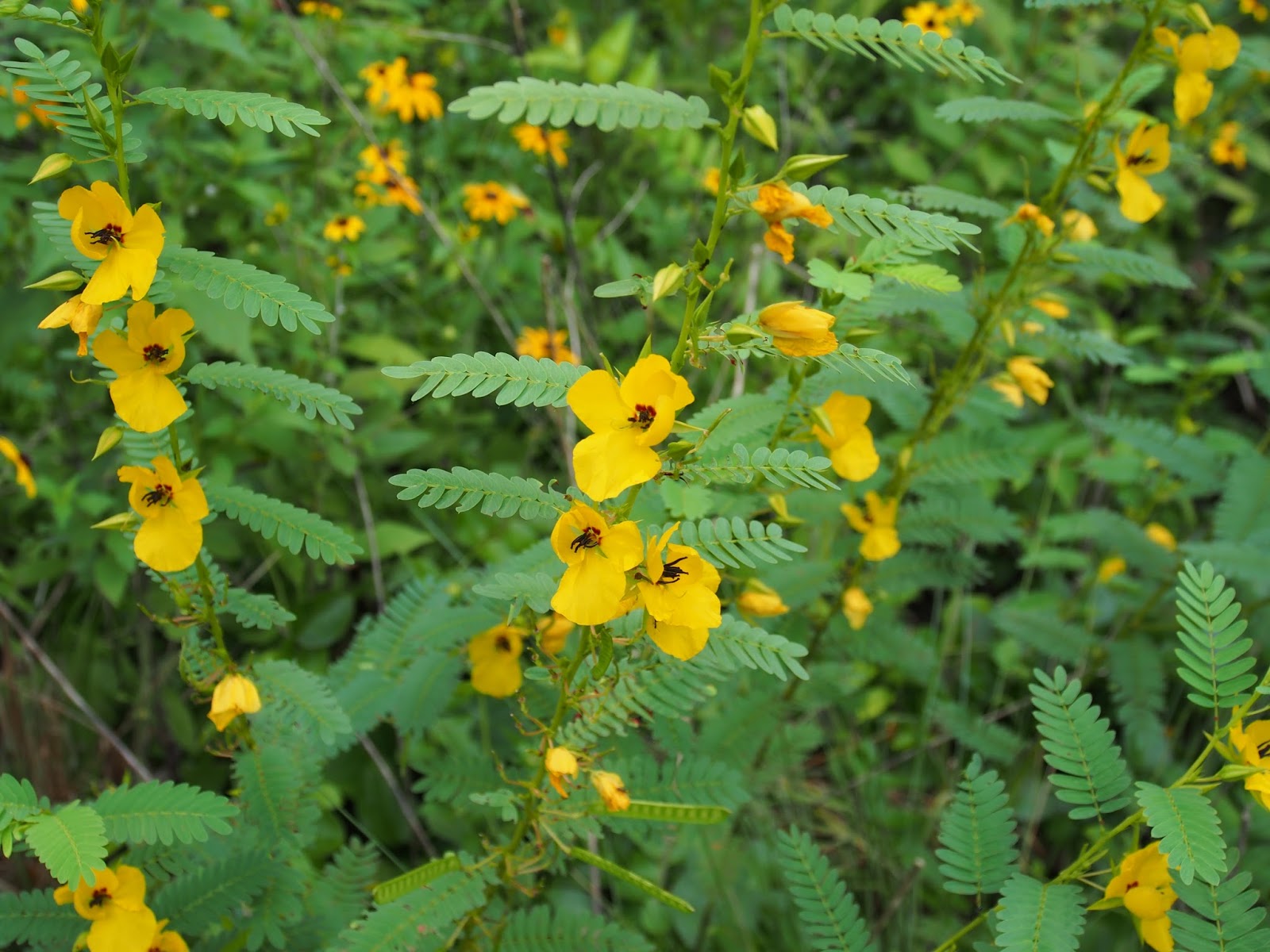<p><em>Chamaecrista fasciculata</em></p><p>Forb. Legume. Native. Compound leaves with paired leaflets. Bright Yellow Flowers. They remain ‘showy’ if you touch the flowers. Good Pollinators and seeds can be eaten by birds. </p>
