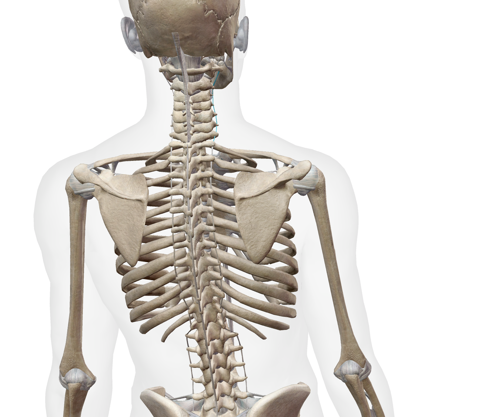 <p>Where is the cervical Vertebrae?</p>