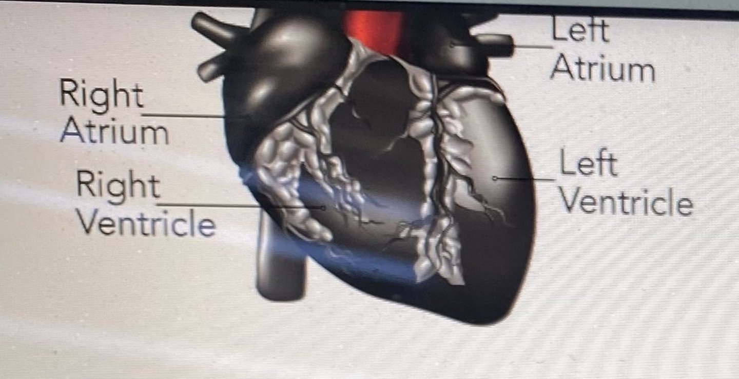 <p>The blood vessels highlighted in red carry blood to the</p>