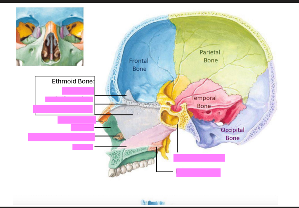 <p>Label this diagram of the skull</p>