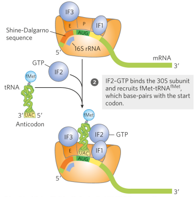 <p>the anticodon of fMet-tRNA^fMet is correctly paired with the mRNA’s initiation codon at the P site. IF2-GTP binds the 30S subunit and recruits fMet-tRNA^fMet, which base-pairs with the start codon (IF2 will only bind if methionine is formylated)</p>