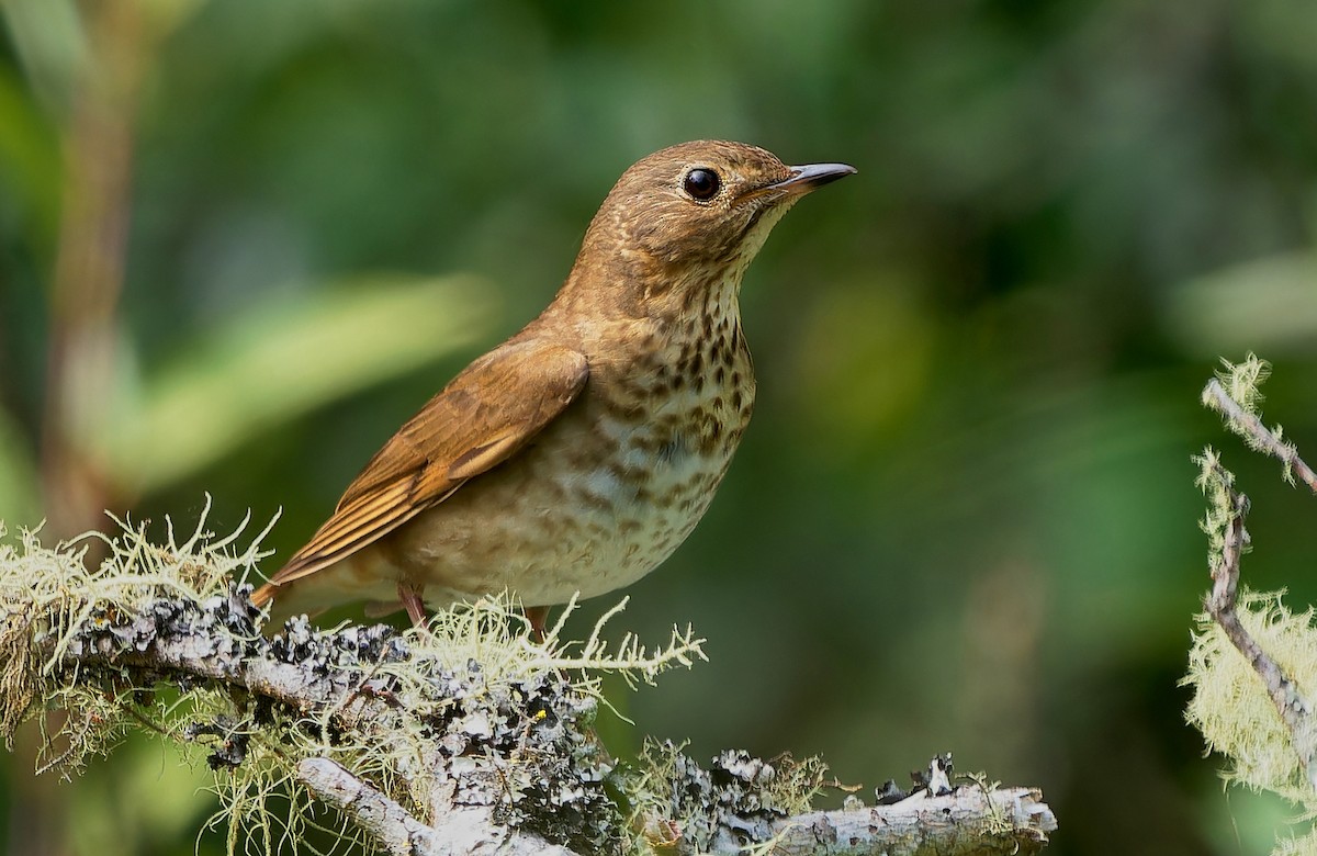 <p>Swainson’s Thrush</p>
