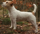 <p>welk type hond is dit</p>
