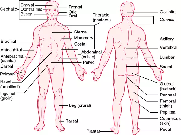 <p>anatomic position</p>