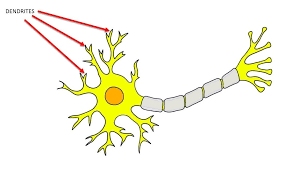 <p>A branch-like part of a neuron that receives messages and carries them toward the cell body</p>