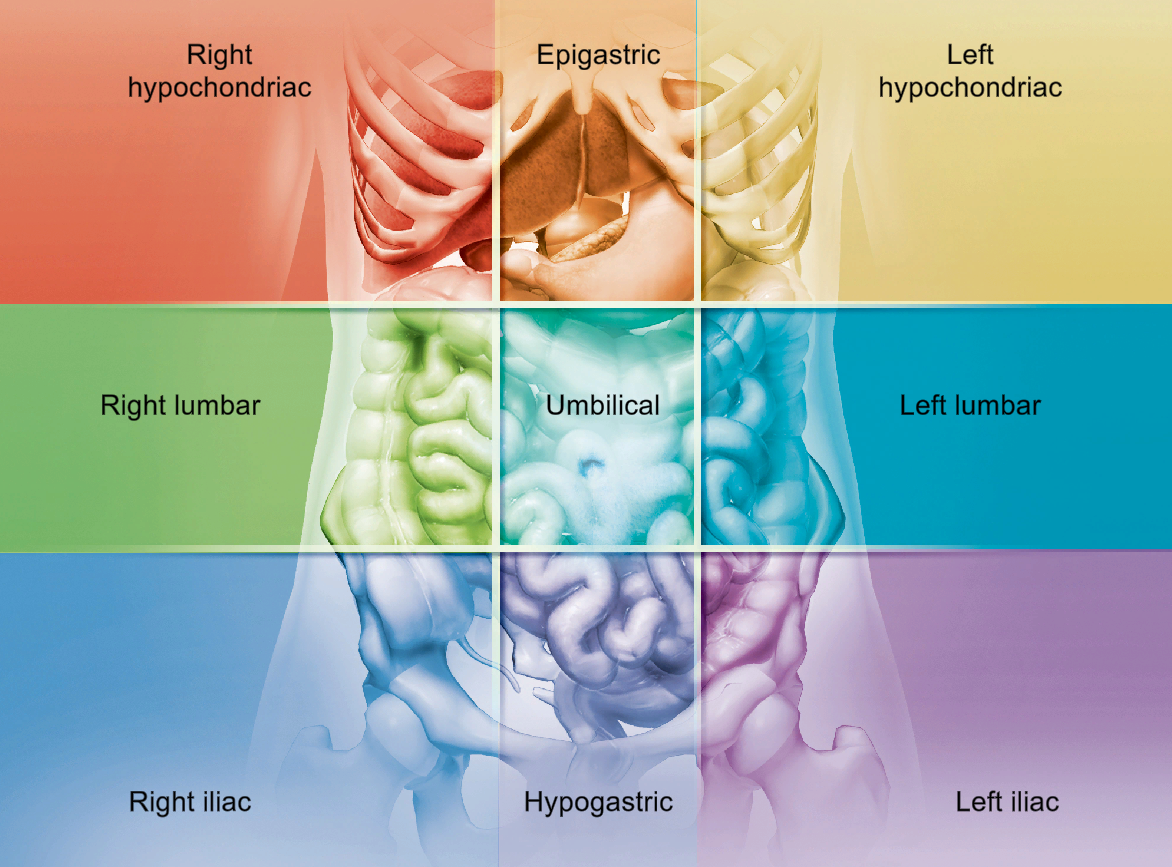 <p>right iliac</p>