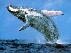 <p>A massive giant ocean mammal that blows water is a _____.</p>