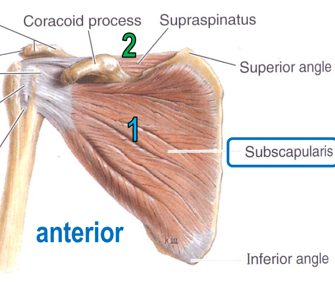 <p>origin: supraspinous fossa of scapula</p><p>insertion: greater tubercle of humerus</p>