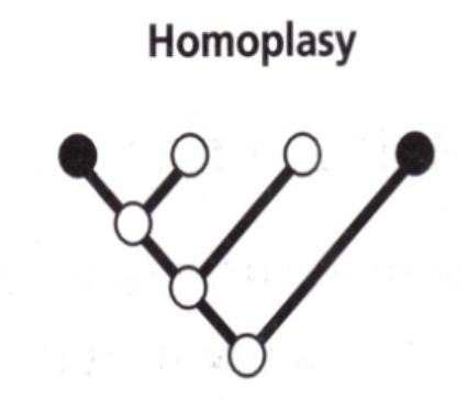 <p>Homoplasy</p>