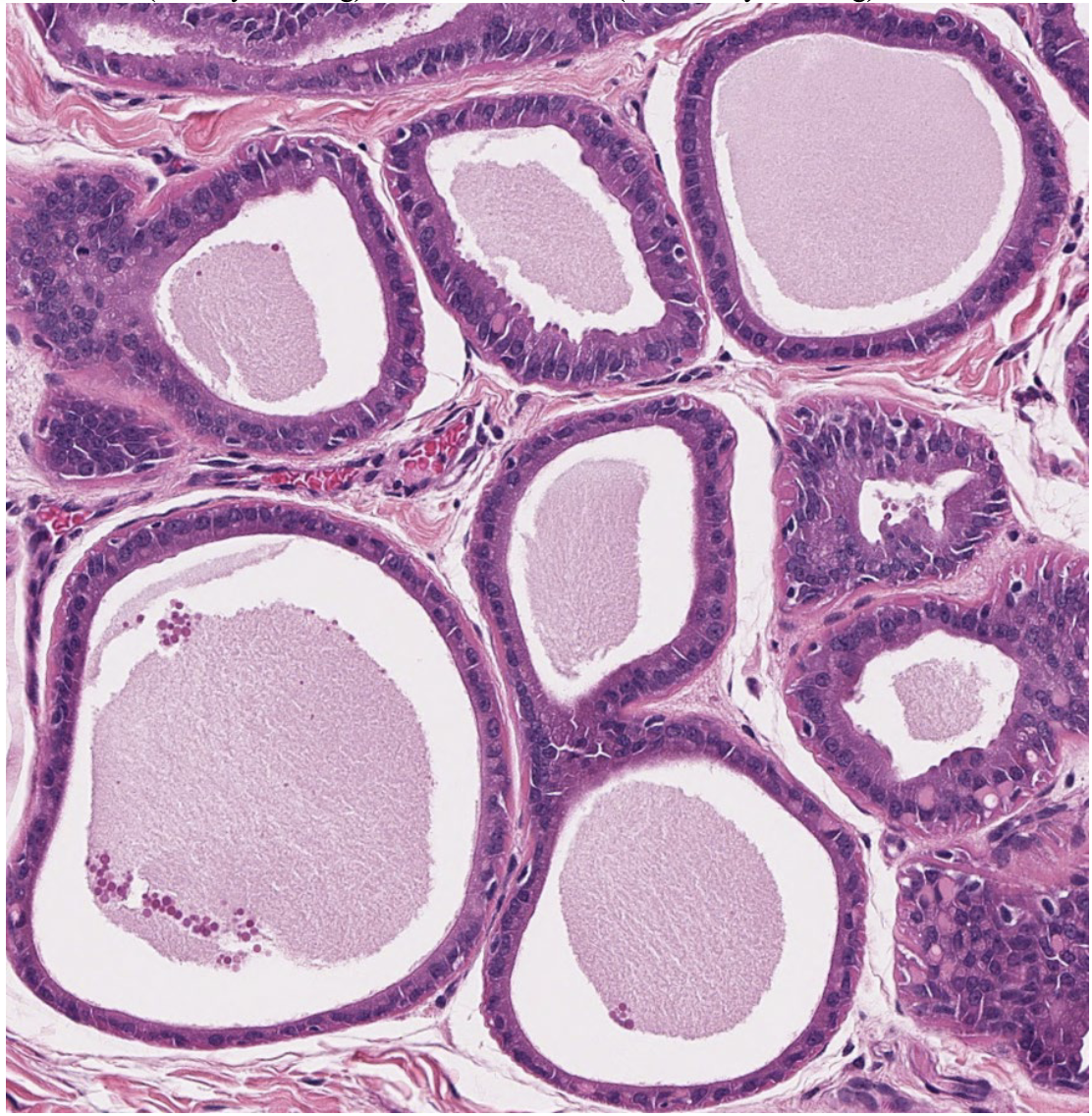 <p>Pictured are the…</p>