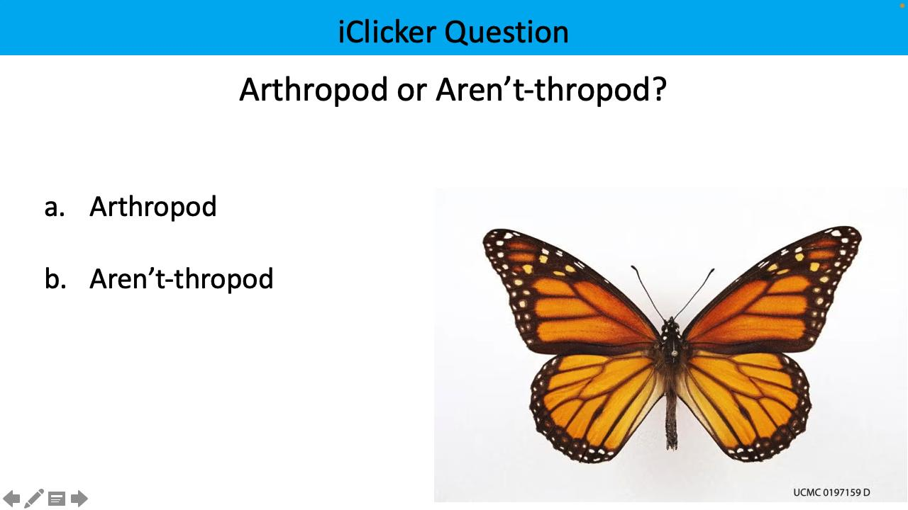 <p>arthropod or aren’t-thropod?</p>