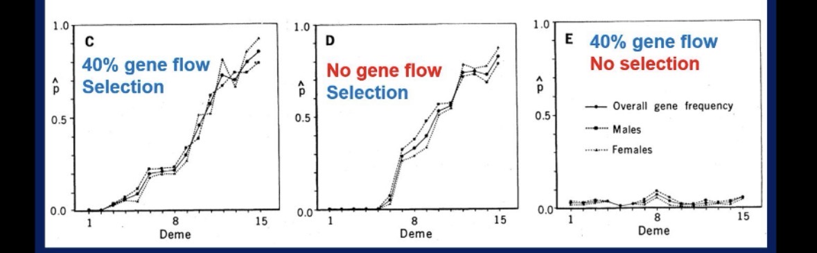 <p>What conclusion about divergence can we draw from this data?</p><p>A. 40% gene flow is a stronger force than the artificial selection.<br>B. Artificial selection is a stronger force than 40% gene flow.<br>C. The relative influences of artificial selection and 40% gene flow on divergence are approximately the same.</p><p></p>