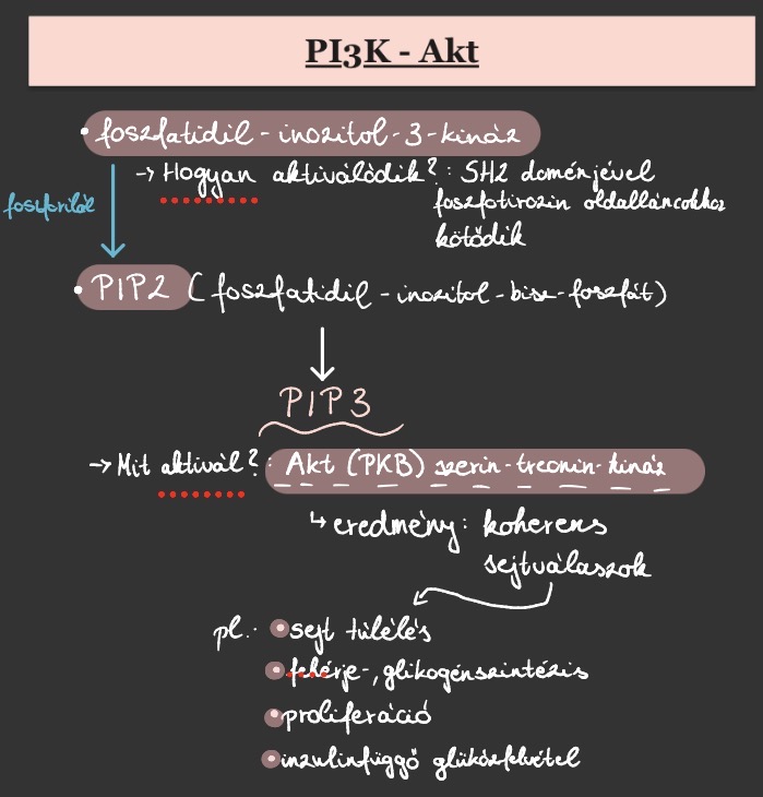 <p>A foszfatidil-inozitol-3-kináz (PI3K) foszfotirozin oldalláncokhoz SH2-doménjével kötődve aktiválódik. A membránban foszforilálja a foszfatidil-inozitol -bisz-foszfátot (PIP2), melyből PIP3 keletkezik. A PIP3 (többek között) az Akt (PKB) szerin-treonin-kinázt aktiválja, amely számos koherens sejtválaszt eredményez, pl. a sejt túlélést (anti-apoptózis), fehérje- és glikogénszintézist, proliferációt, valamint az inzulinfüggő glükózfelvételt.</p>