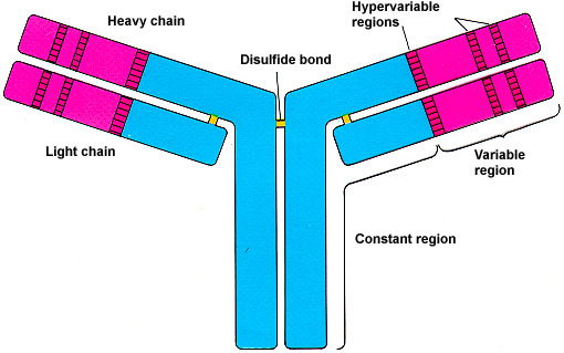 <p>What are the common structural features shared by BCRs (antibodies) and TCRs?</p>