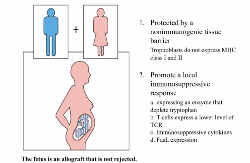 <p>Preventing Graft Rejection </p>