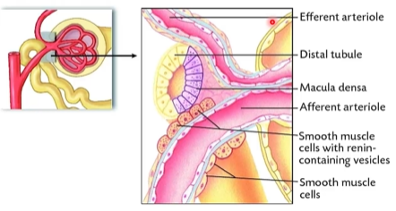 <p>juxtaglomerular cells produce renin</p>