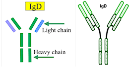 <p>Present on the<span style="color: red;"> surface of B cells</span> and small amounts of <span style="color: red;">serum</span> with<span style="color: red;"> no known specific function</span>, though it may be an antigen receptor</p><p></p>