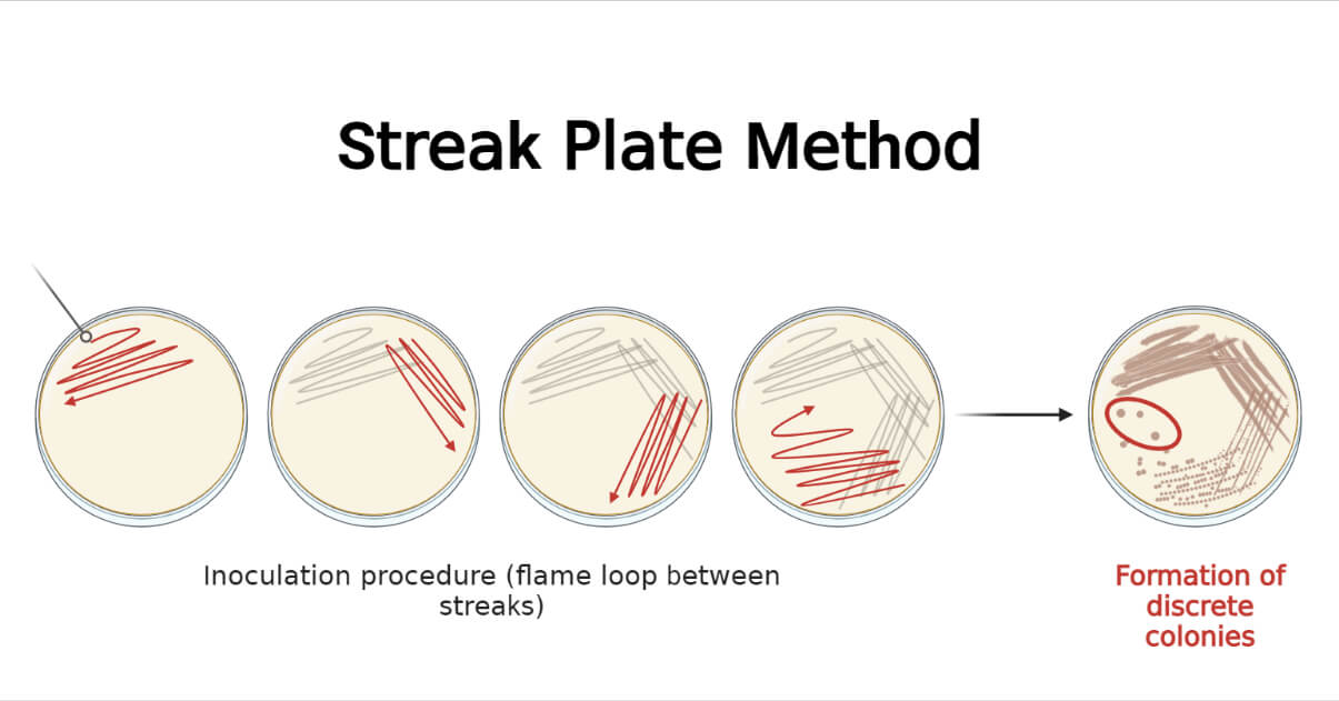 <p>how to streak plate </p>