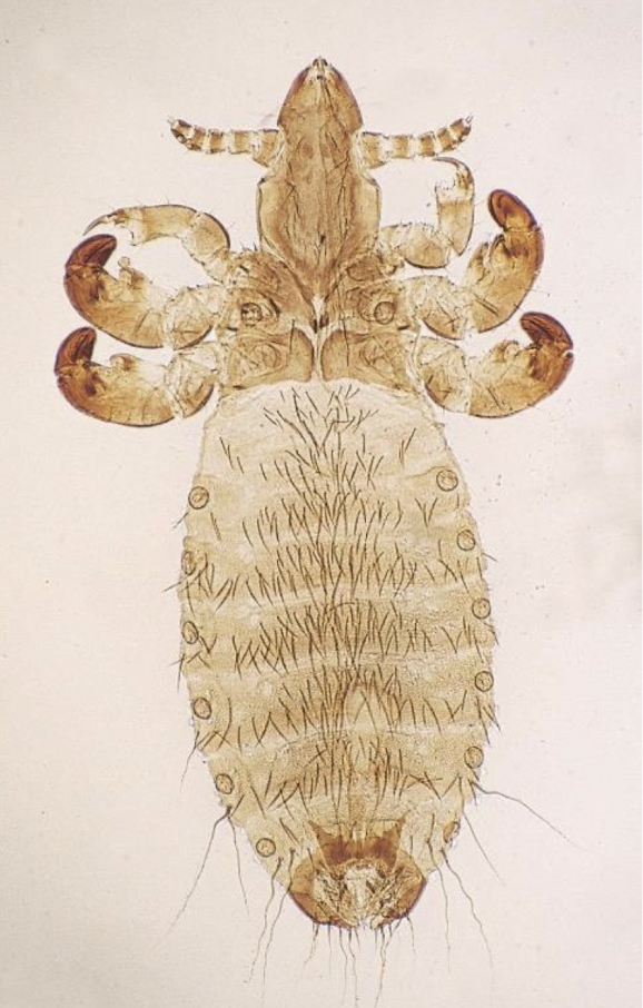 <p>name, host, and chewing or sucking?</p>